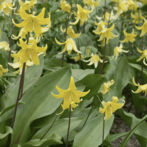 Yellow trout lilies blooming in a dense cluster with green leaves.